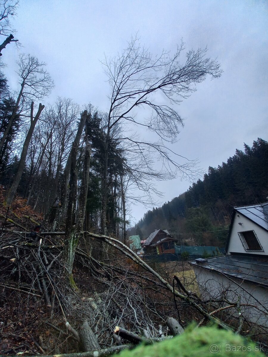 vyrub stromov 2026 2