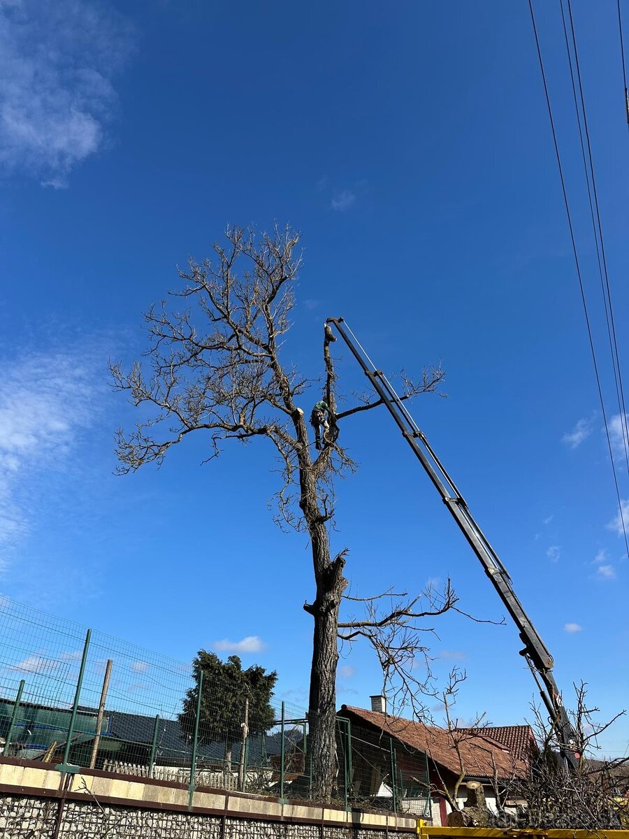 vyrub stromov 2026 3