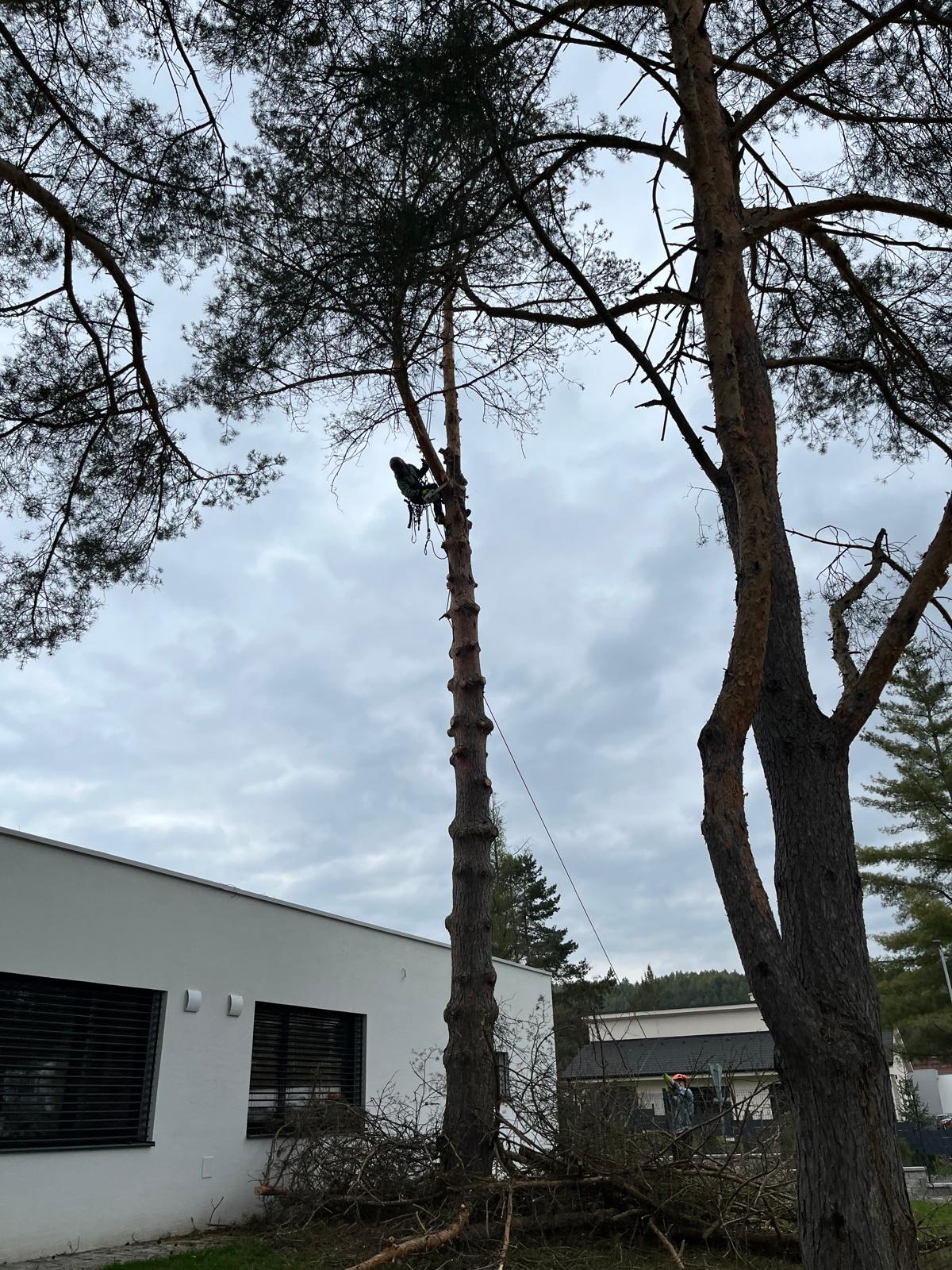 vyrub stromov 2026 4