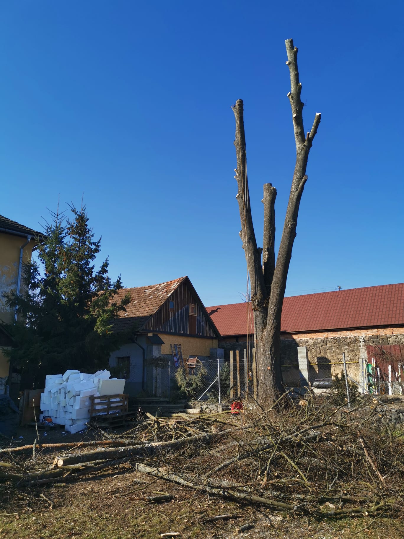 vyrub stromov 2026 6