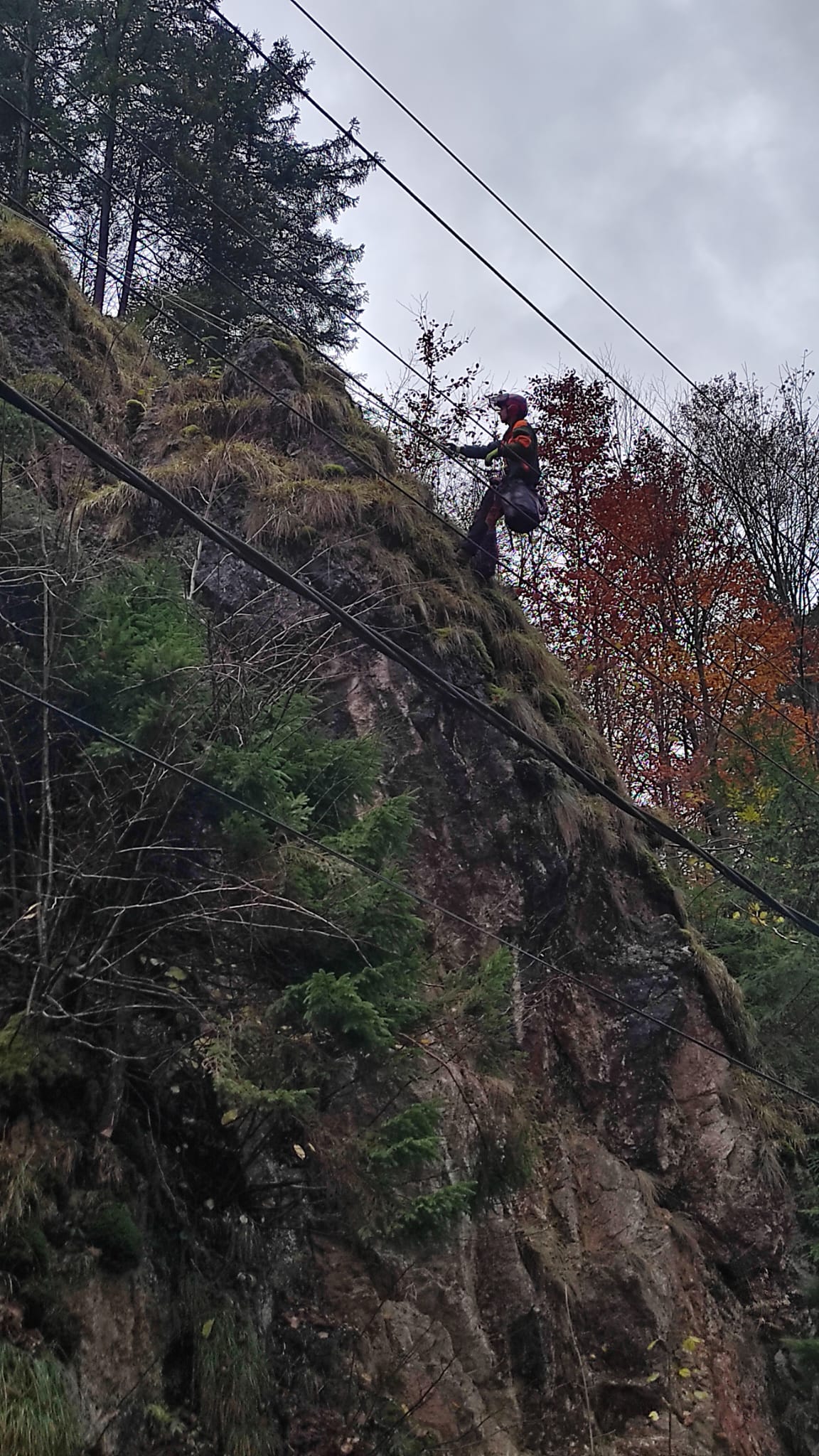 Tree cutting example 5